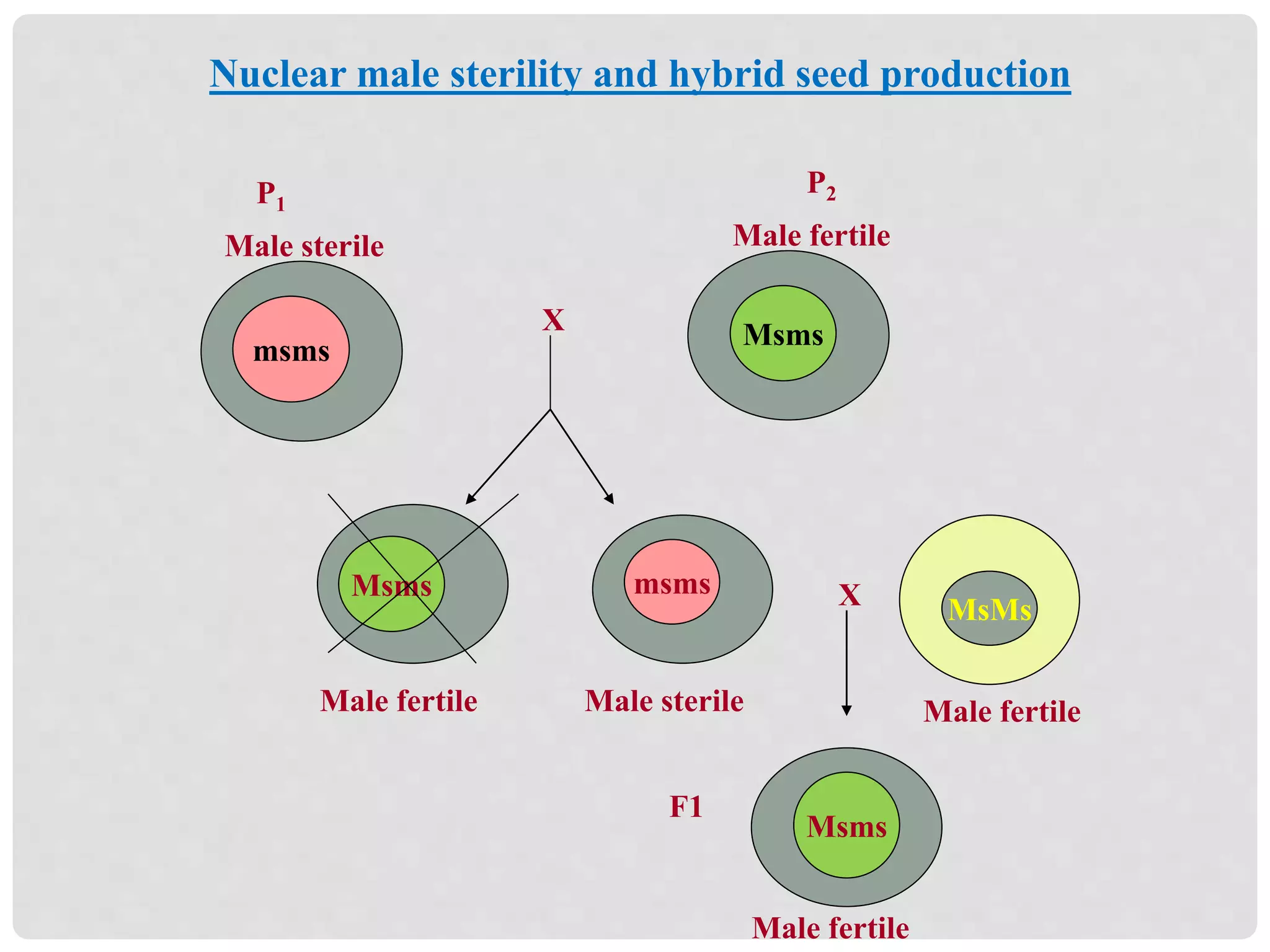 Nuclear male sterility and hybrid seed production
msms
Msms
P1
P2
X
Msms
Male fertile
Male sterile Male fertile
msms
Male sterile
MsMs
Male fertile
X
F1
Msms
Male fertile
 