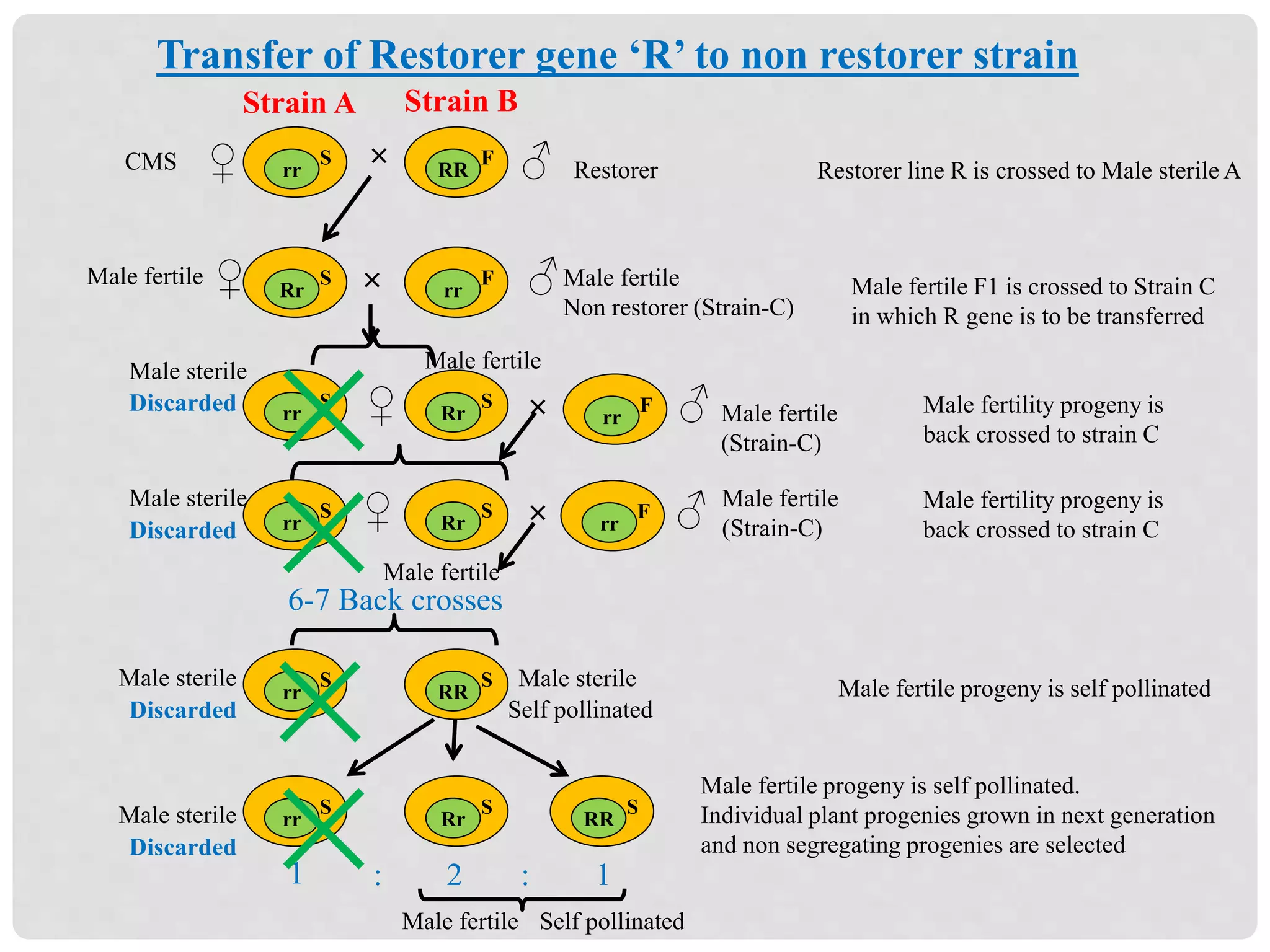 rr
S
RR
F
Rr
S
rr
F
rr
S
Rr
S
rr
S
Rr
S
rr
S
RR
S
rr
S
Rr
S
♂♀
♂♀
Strain A Strain B
×
×
♀ × rr
F ♂
rr
F ♂×
6-7 Back crosses
× RR
S
1 2 1: :
CMS Restorer
Male fertile
Non restorer (Strain-C)
Male fertile
×
Male fertileMale sterile
Discarded
Discarded
Discarded
Male sterile
Male sterile
Discarded
Male sterile
× Self pollinatedMale fertile
Male sterile
Self pollinated
Male fertile
(Strain-C)
Male fertile
(Strain-C)
♀
Male fertile
Restorer line R is crossed to Male sterile A
Male fertile F1 is crossed to Strain C
in which R gene is to be transferred
Male fertility progeny is
back crossed to strain C
× Male fertility progeny is
back crossed to strain C
Male fertile progeny is self pollinated
Male fertile progeny is self pollinated.
Individual plant progenies grown in next generation
and non segregating progenies are selected
Transfer of Restorer gene ‘R’ to non restorer strain
 