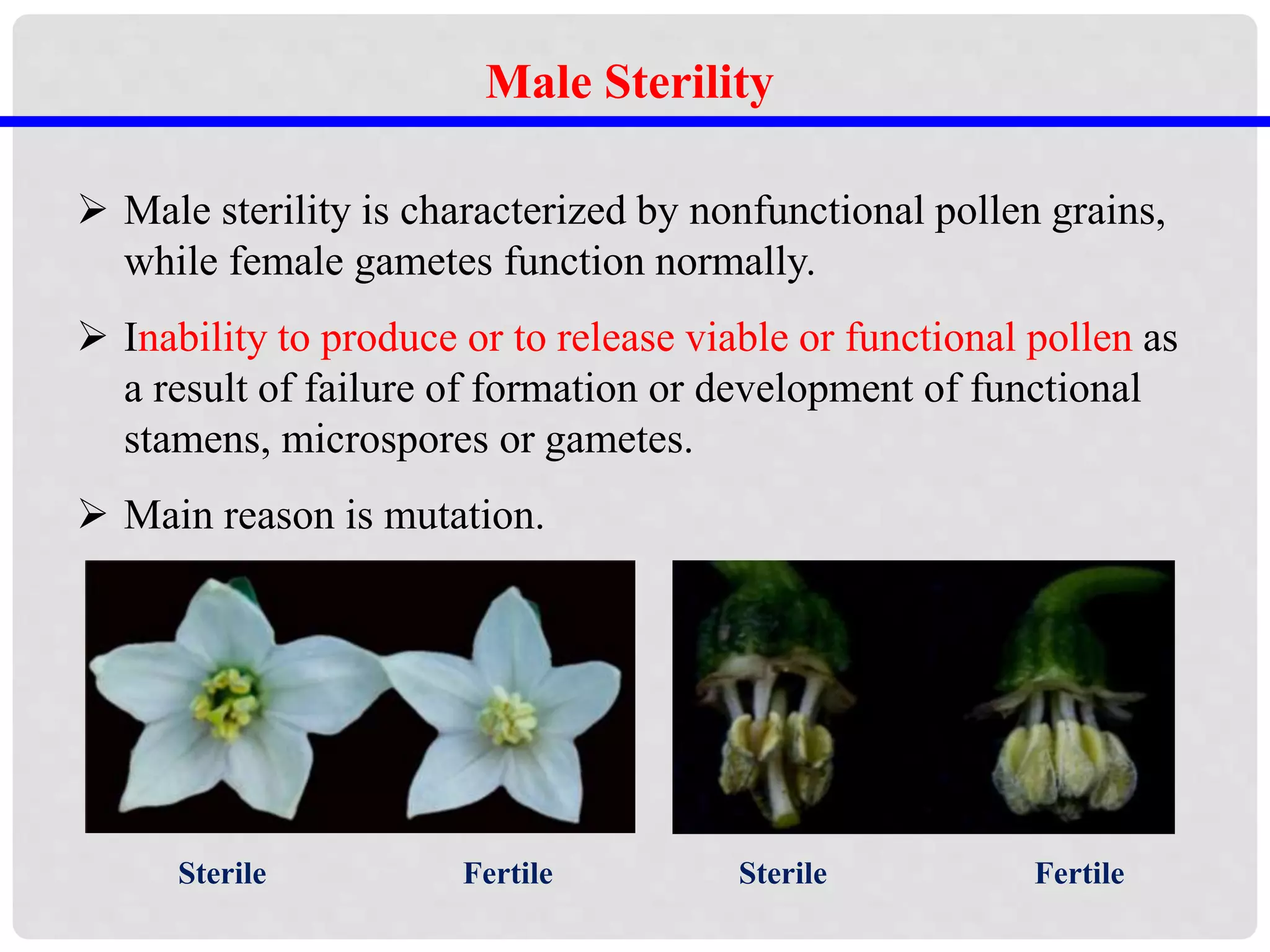 Male Sterility
 Male sterility is characterized by nonfunctional pollen grains,
while female gametes function normally.
 Inability to produce or to release viable or functional pollen as
a result of failure of formation or development of functional
stamens, microspores or gametes.
 Main reason is mutation.
Sterile SterileFertile Fertile
 