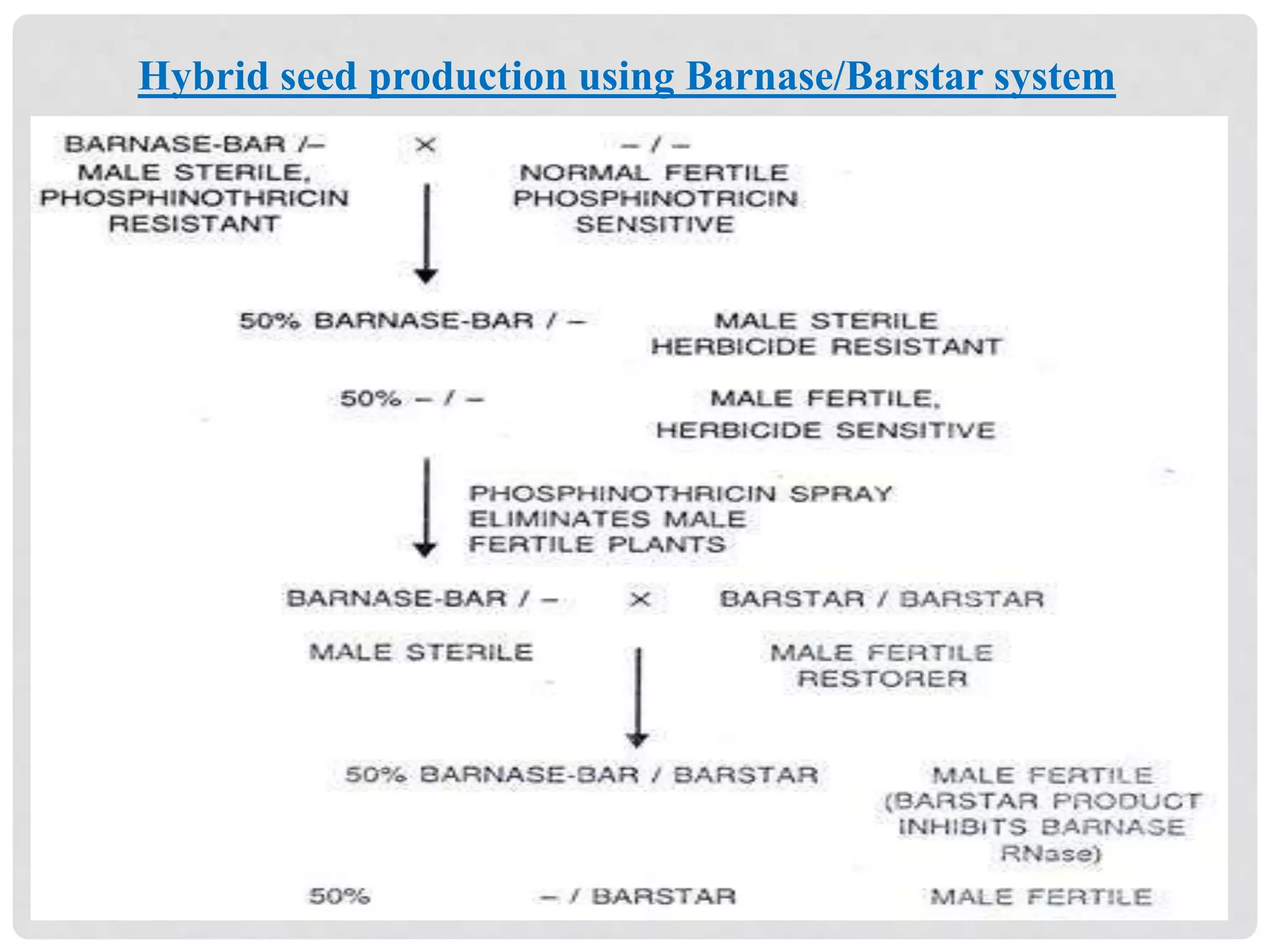 Hybrid seed production using Barnase/Barstar system
 