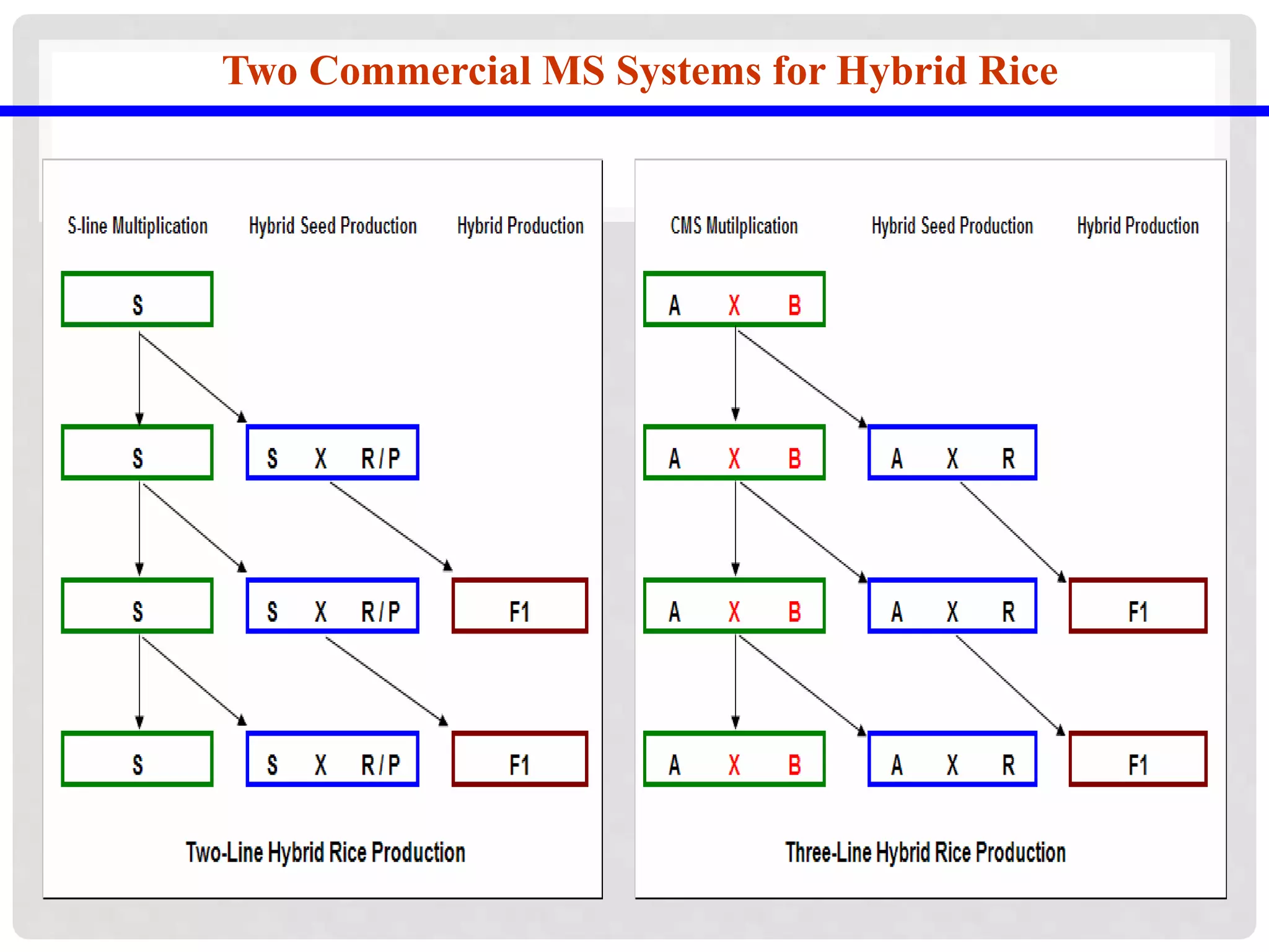 Two Commercial MS Systems for Hybrid Rice
 