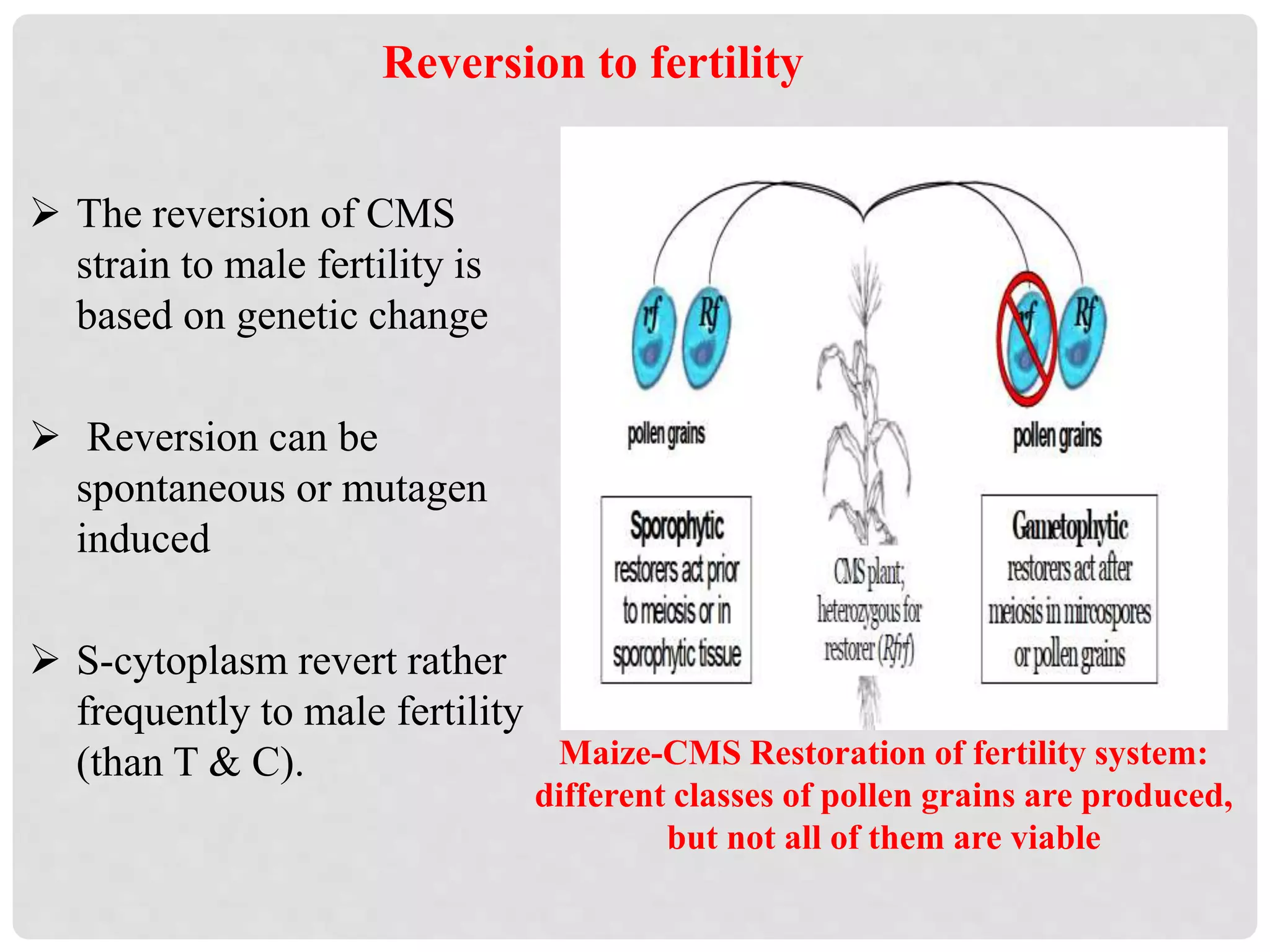 Reversion to fertility
 The reversion of CMS
strain to male fertility is
based on genetic change
 Reversion can be
spontaneous or mutagen
induced
 S-cytoplasm revert rather
frequently to male fertility
(than T & C). Maize-CMS Restoration of fertility system:
different classes of pollen grains are produced,
but not all of them are viable
 
