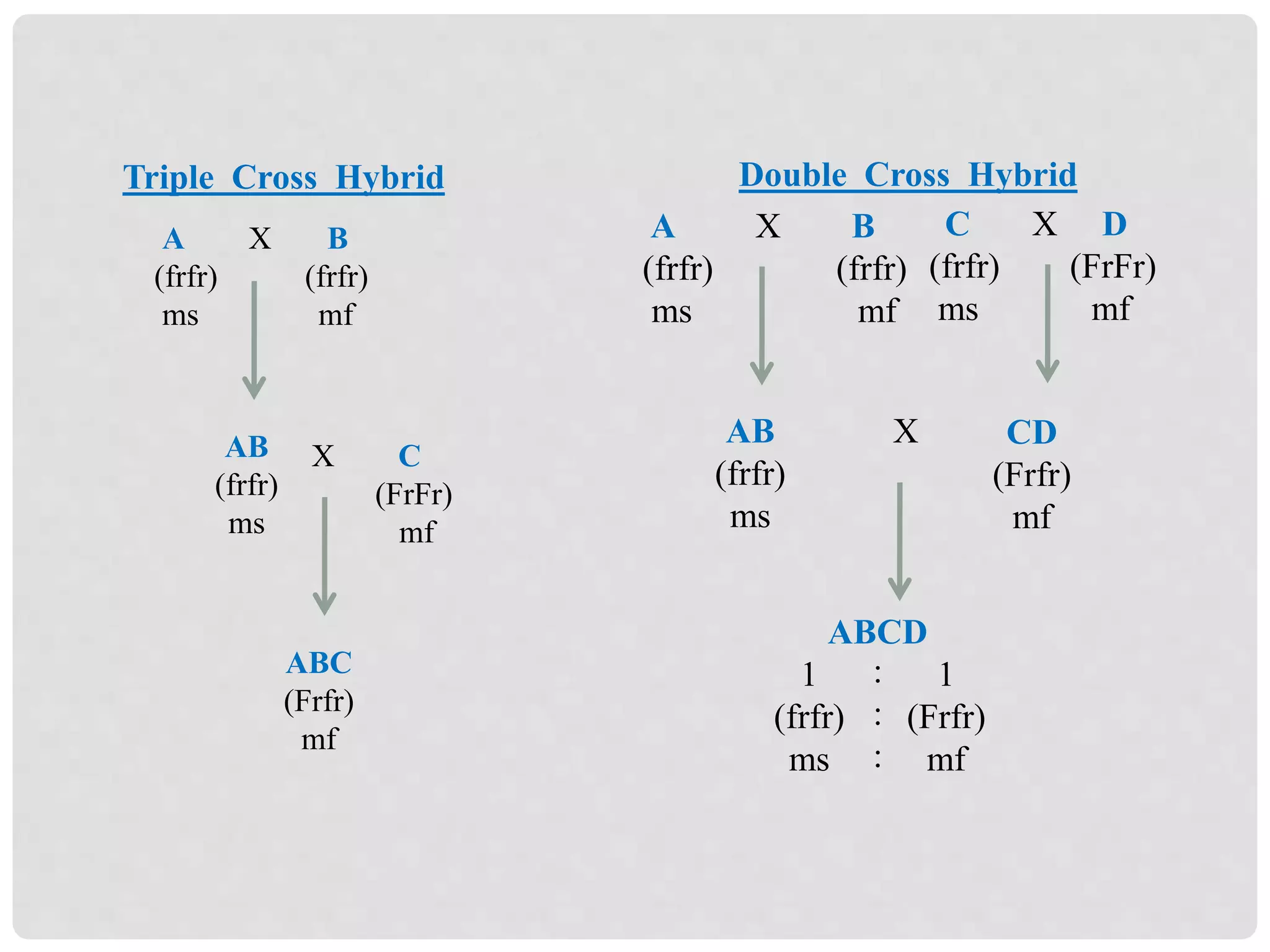 A X B
(frfr) (frfr)
ms mf
AB
(frfr)
ms
X C
(FrFr)
mf
ABC
(Frfr)
mf
Triple Cross Hybrid
C X D
(frfr) (FrFr)
ms mf
CD
(Frfr)
mf
A X B
(frfr) (frfr)
ms mf
AB
(frfr)
ms
X
ABCD
1
(Frfr)
mf
1
(frfr)
ms
:
:
:
Double Cross Hybrid
 