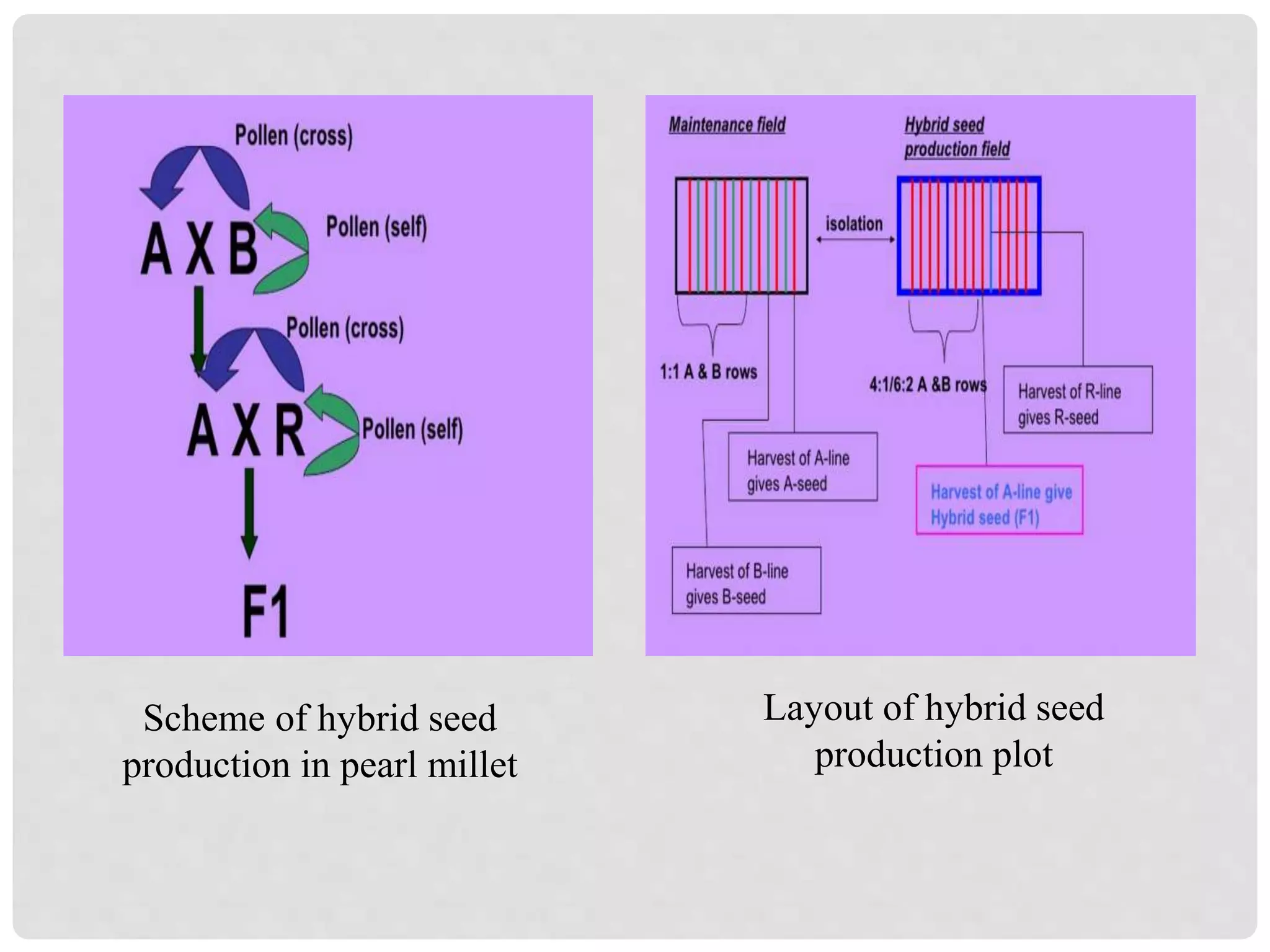 Scheme of hybrid seed
production in pearl millet
Layout of hybrid seed
production plot
 