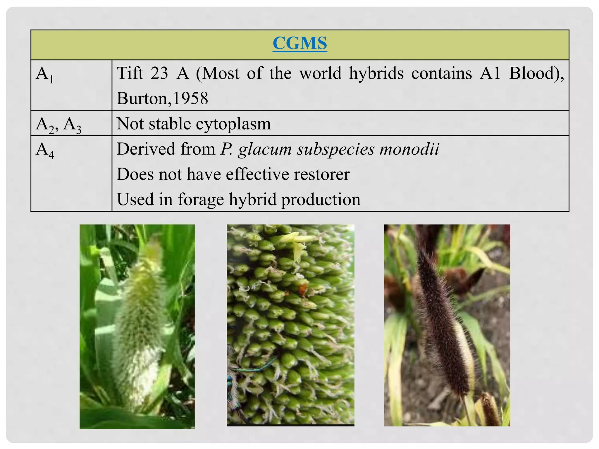 CGMS
A1 Tift 23 A (Most of the world hybrids contains A1 Blood),
Burton,1958
A2, A3 Not stable cytoplasm
A4 Derived from P. glacum subspecies monodii
Does not have effective restorer
Used in forage hybrid production
 