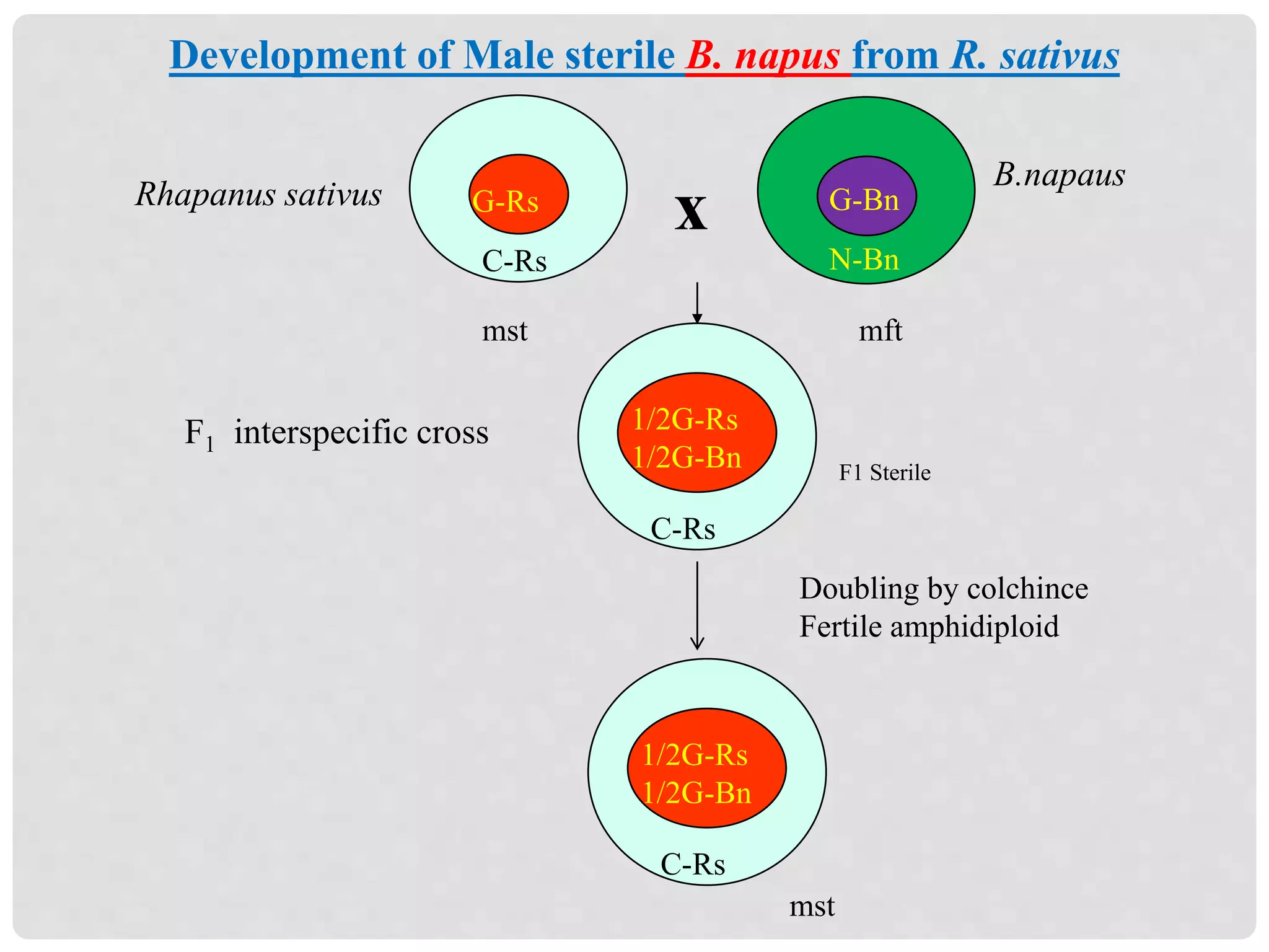 B.napaus
F1 interspecific cross
xRhapanus sativus
F1 Sterile
G-Rs
C-Rs
G-Bn
N-Bn
1/2G-Rs
1/2G-Bn
C-Rs
mftmst
Doubling by colchince
Fertile amphidiploid
1/2G-Rs
1/2G-Bn
C-Rs
mst
Development of Male sterile B. napus from R. sativus
 