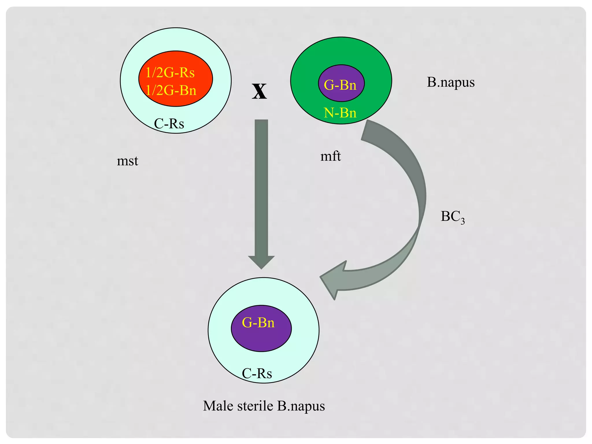 1/2G-Rs
1/2G-Bn
C-Rs
x G-Bn
N-Bn
G-Bn
C-Rs
B.napus
mst
BC3
Male sterile B.napus
mft
 