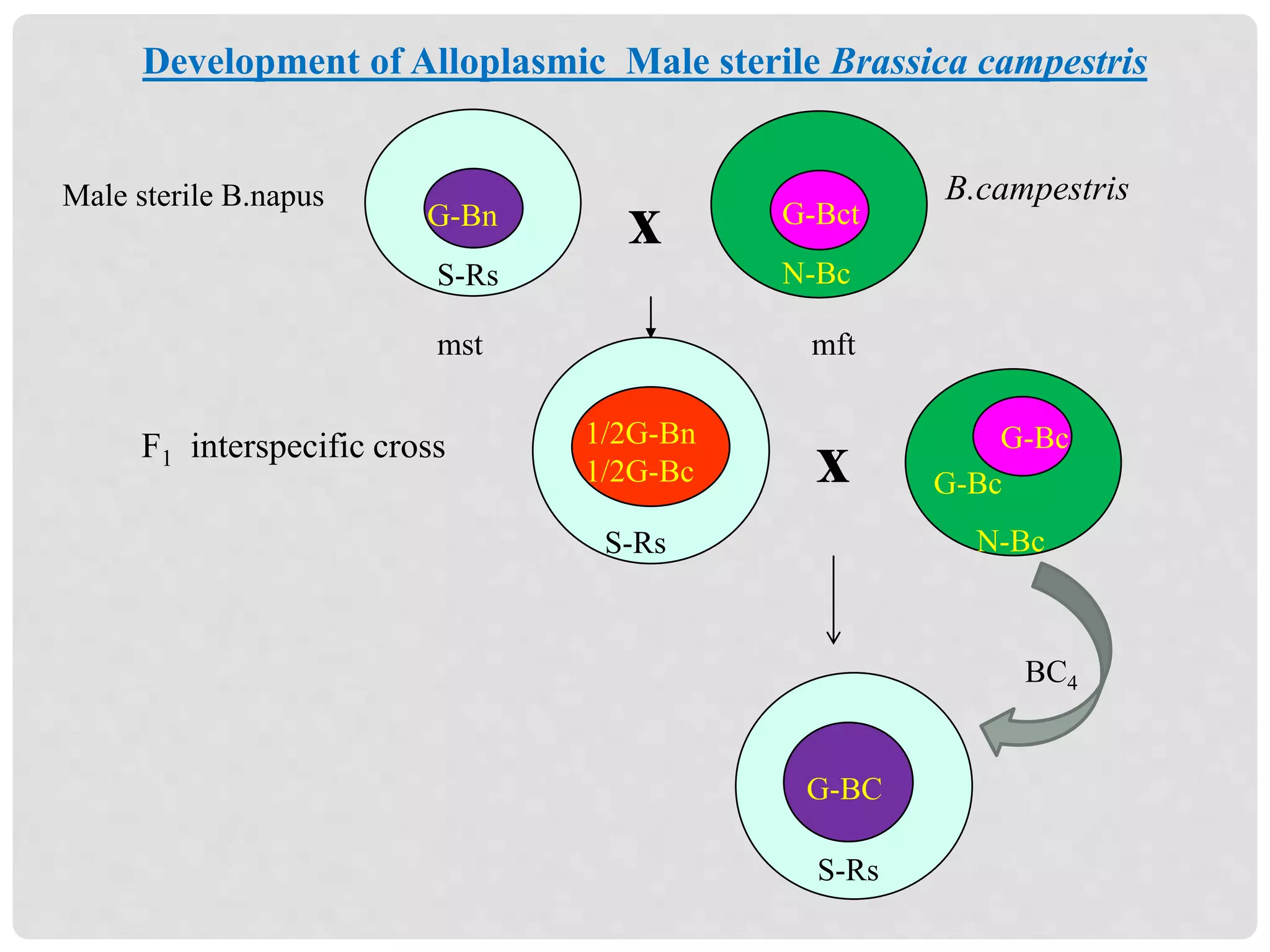 Development of Alloplasmic Male sterile Brassica campestris
x
N-Bc
B.campestris
F1 interspecific cross
xG-Bn
S-Rs
G-Bct
N-Bc
1/2G-Bn
1/2G-Bc
S-Rs
mftmst
G-BC
S-Rs
BC4
G-Bc
G-Bc
Male sterile B.napus
 