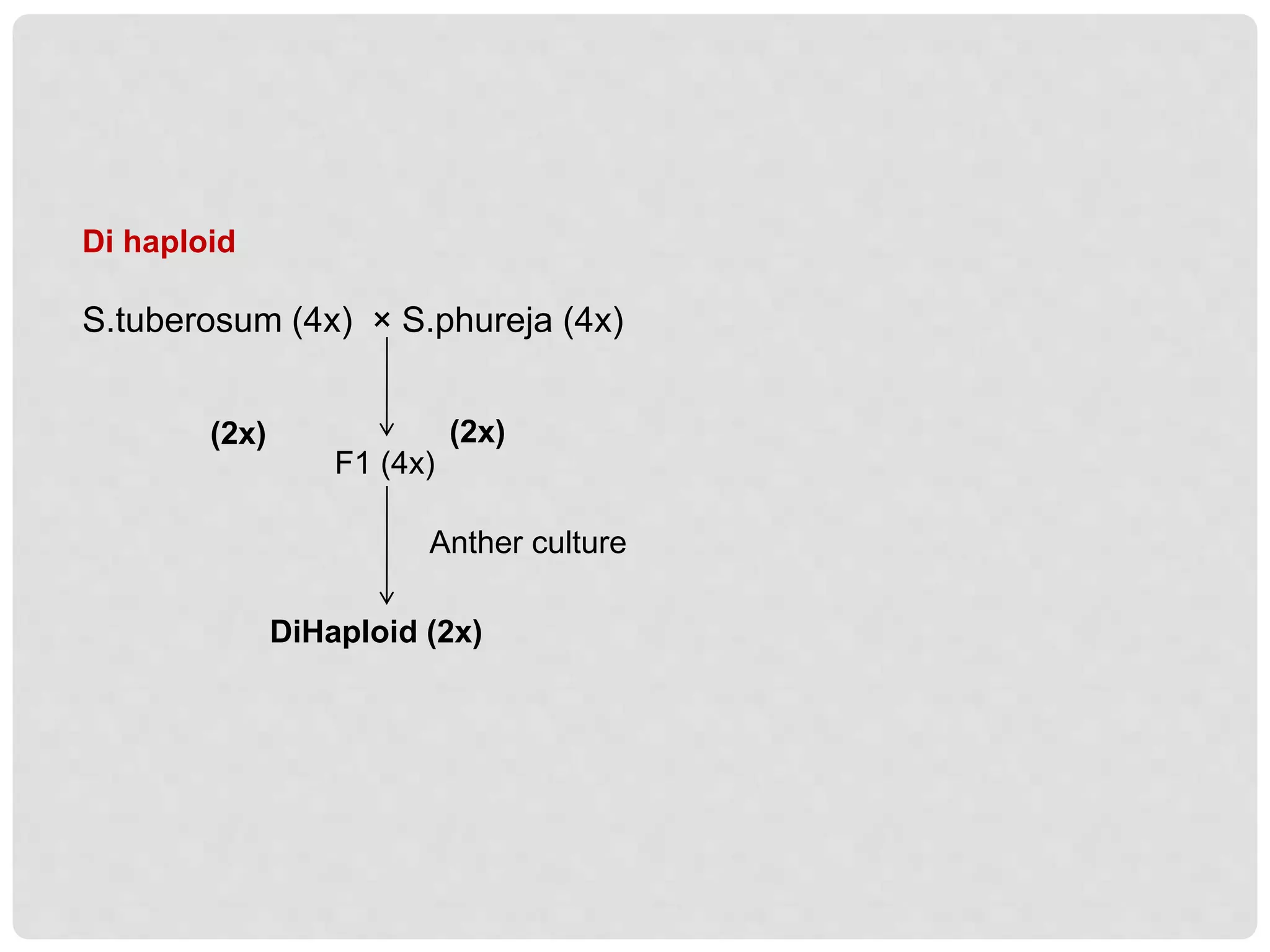 Di haploid
S.tuberosum (4x) × S.phureja (4x)
(2x) (2x)
F1 (4x)
Anther culture
DiHaploid (2x)
 