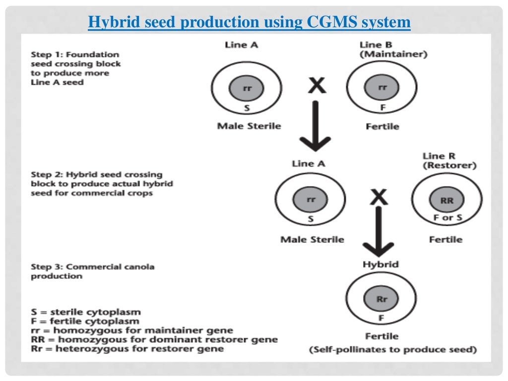 Male sterility, types and utilization in hybrid seed production