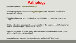 Pathology
Neonatal period: intestine is normal
Proximal ganglionic intestine hypertrophies and becomes thicker and
longer than normal
Taeniae disappear and longitudinal muscle layer completely surrounds
colon
Distal intestine: absence of ganglion cells in the submucosal (Meissner’s)
plexus and myenteric (Auerbach’s) plexus
Marked increase in nerve fibers which extend into the submucosa (seen
with acetylcholinesterase stain)
Aganglionosis extends to rectosigmoid region in 80% of cases
 