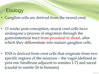 Etiology
• Ganglion cells are derived from the neural crest.
• 13 weeks post-conception, neural crest cells have
undergone a process of migration through the
gastrointestinal tract from proximal to distal, after
which they differentiate into mature ganglion cells.
• ENS is derived from crest cells that originate from two
specific regions of the neuraxis – the vagal (defined as
post-otic hindbrain adjacent to somites 1-7) and sacral
(caudal to somite 24 in humans)
 