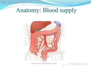 Anatomy: Blood supply
 