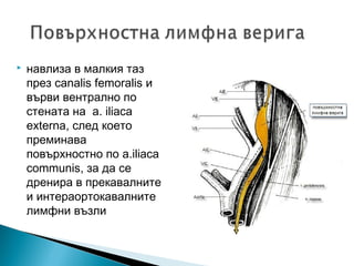   навлиза в малкия таз
    през canalis femoralis и
    върви вентрално по
    стената на a. iliaca
    externa, след което
    преминава
    повърхностно по a.iliaca
    communis, за да се
    дренира в прекавалните
    и интераортокавалните
    лимфни възли
 