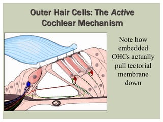 HIS 125 Electrical Potentials, Hair Cells, and the Eighth Nerve | PDF