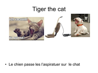 Tiger the cat Le chien passe les l’aspiratuer sur  le chat 