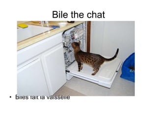 Bile the chat Biles  fait la vaisselle  