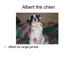 Albert the chien Albert ne range jamais 
