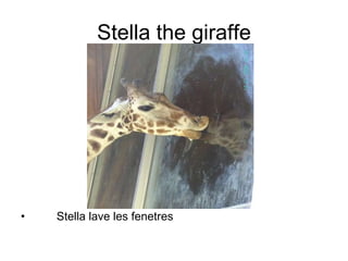Stella the giraffe Stella lave les fenetres 