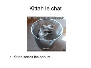 Kittah le chat Kittah sortes les odours 