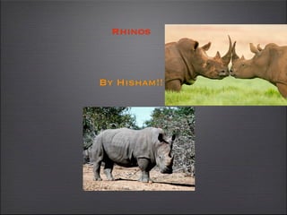 Rhinos



By Hisham!!
 