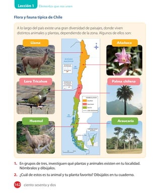 Lección 1 Elementos que nos unen
Flora y fauna típica de Chile
A lo largo del país existe una gran diversidad de paisajes, donde viven
distintos animales y plantas, dependiendo de la zona. Algunos de ellos son:
1. En grupos de tres, investiguen qué plantas y animales existen en tu localidad.
Nómbralos y dibújalos.
2. ¿Cuál de estos es tu animal y tu planta favorito? Dibújalos en tu cuaderno.
Llama
Loro Tricahue
Huemul Araucaria
Palma chilena
Añañuca
162 ciento sesenta y dos
 