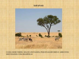 SAVANAS
CLIMA SEMI-ÚMIDO, SOLOS LIXIVIADOS, PEQUENASÁRVORES E ARBUSTOS
MISTURADOS COM GRAMÍNEAS
 