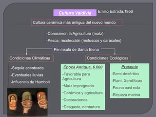 Cultura Valdivia      Emilio Estrada,1956

            Cultura cerámica más antigua del nuevo mundo

                      -Conocieron la Agricultura (maíz)
                      -Pesca, recolección (moluscos y caracoles)

                          Península de Santa Elena

Condiciones Climáticas                       Condiciones Ecológicas

-Sequía acentuada              Época Antigua, 6.000                Presente

-Eventuales lluvias            -Favorable para            -Semi-desértico
                               Agricultura                -Plant. Xerofíticas
-Influencia de Humbolt
                               •Maíz impregnado           -Fauna casi nula
                               •Cerámica y agricultura    -Riqueza marina
                               •Decoraciones
                               •Desgaste, dentadura
 