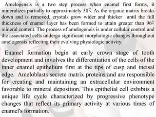 Amelogensis is a two step process when enamel first forms, it
mineralizes partially to approximately 30٪. As the organic matrix breaks
down and is removed, crystals grow wider and thicker until the full
thickness of enamel layer has been formed to attain greater than 96٪
mineral content. The process of amelogeneis is under cellular control and
the associated cells undergo significant morphologic changes throughout
amelogensis reflecting their evolving physiologic activity.
Enamel formation begin at early crown stage of tooth
development and involves the differentiation of the cells of the
inner enamel epithelium first at the tips of cusp and incisal
edge. Ameloblasts secrete matrix proteins and are responsible
for creating and maintaining an extracellular environment
favorable to mineral deposition. This epithelial cell exhibits a
unique life cycle characterized by progressive phenotype
changes that reflect its primary activity at various times of
enamel's formation.
 