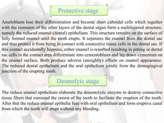 Protective stage
Ameloblasts lose their differentiation and become short cuboidal cells which together
with the remnants of the other layers of the dental organ form a multilayered structure,
namely the reduced enamel (dental) epithelium. This structure remains on the surface of
fully formed enamel until the tooth erupts. It separates the enamel from the dental sac
and thus protect it from being in contact with connective tissue cells in the dental sac. If
this contact accidentally happens, either enamel is resorbed resulting in pitting or dental
sac cells in the contact area differentiate into cementoblasts and lay down cementum on
the enamel surface. Both produce adverse (unsightly) effects on enamel appearance.
The reduced dental epithelium and the oral epithelium jointly form the dentogingival
junction of the erupting tooth.
Desmolyic stage
The reduce enamel epithelium elaborate the desomolytic enzyme to destroy connective
tissue fibers that surround the crown of the tooth to facilitate the eruption of the tooth.
After that the reduce enamel epithelia fuse with oral epithelium and form eruptive canal
from which the tooth will erupt without any bleeding.
 