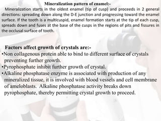 Mineralization pattern of enamel:-
Mineralization starts in the oldest enamel (tip of cusp) and proceeds in 2 general
directions: spreading down along the D-E junction and progressing toward the enamel
surface. If the tooth is a multicuspid, enamel formation starts at the tip of each cusp,
spreads down and fuses at the base of the cusps in the regions of pits and fissures in
the occlusal surface of tooth.
Factors affect growth of crystals are:-
•Non collagenous protein able to bind to different surface of crystals
preventing further growth.
•Pyrophosphate inhibit further growth of crystal.
•Alkaline phosphatase enzyme is associated with production of any
mineralized tissue, it is involved with blood vessels and cell membrane
of ameloblasts. Alkaline phosphatase activity breaks down
pyrophosphate, thereby permitting crystal growth to proceed.
 