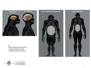 12
In:
https://www.americanscientis
t.org/article/meat-eating-
among-the-earliest-humans
 