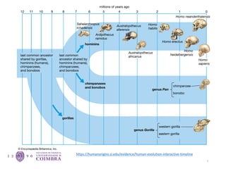 7
https://humanorigins.si.edu/evidence/human-evolution-interactive-timeline
 
