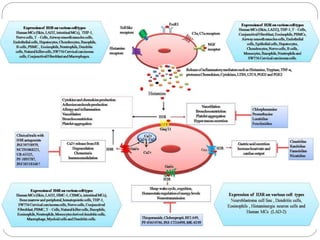 histamin (1).pptx