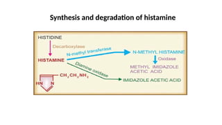 Synthesis and degradation of histamine
 
