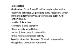 H2 Receptors
Mechanism: Gs → ↑ cAMP → Protein phosphorylation
Histamine activates Gs proteins at H2 receptors, which
stimulate adenylate cyclase to increase cyclic AMP
(cAMP) levels.
Location & Function:
•Stomach: ↑ acid secretion
•Blood vessels: vasodilation
•Heart: ↑ heart rate & contractility
•Brain: neurotransmission activity
Agonists: 4-methyl histamine, Dimaprit, Impromidine
Antagonists: Cimetidine, Ranitidine
 