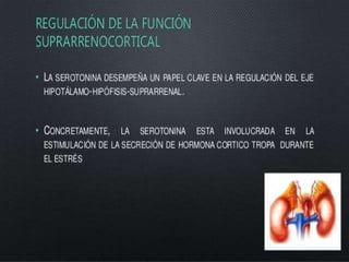 Histamina y serotonina