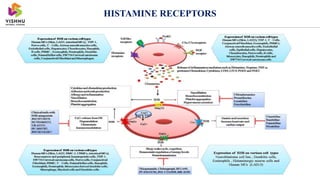 Histamine and antihistaminics | PPTX
