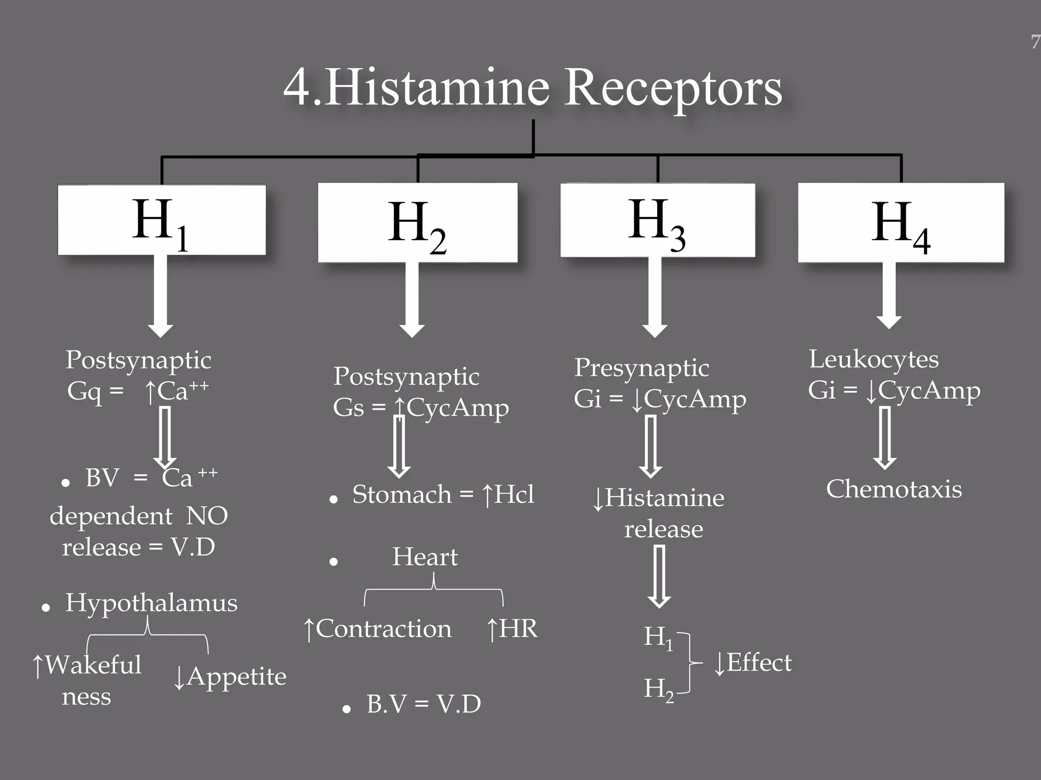 4.Histamine Receptors
H1 H2 H3 H4
Postsynaptic
Gq = ↑Ca++
. BV = Ca ++
dependent NO
release = V.D
. Hypothalamus
Postsynaptic
Gs = ↑CycAmp
. Stomach = ↑Hcl
. Heart
↑Contraction ↑HR
↑Wakeful
ness
↓Appetite
. B.V = V.D
Presynaptic
Gi = ↓CycAmp
↓Histamine
release
H1
H2
↓Effect
Leukocytes
Gi = ↓CycAmp
Chemotaxis
7
 