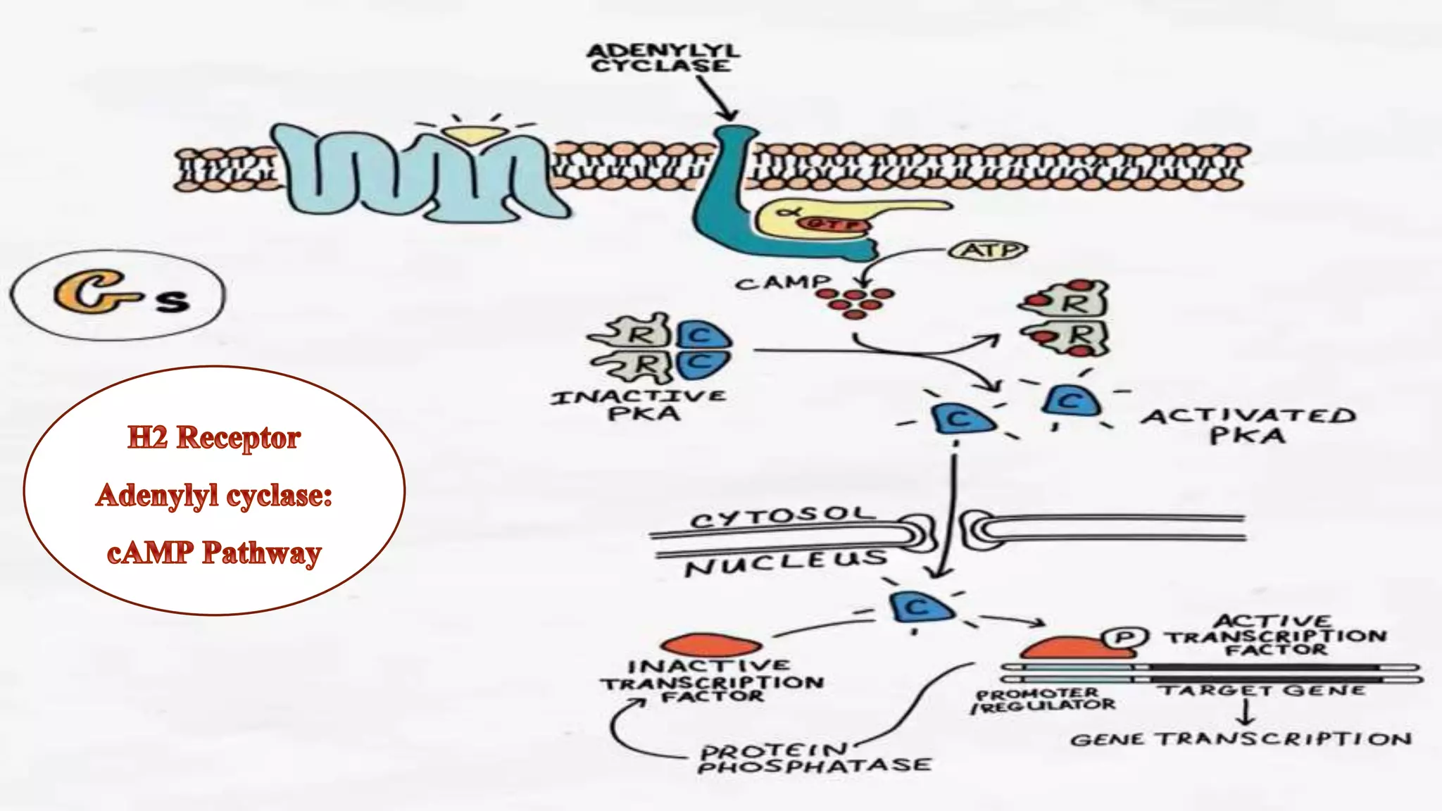 histamine receptors and histamine intolerance.pptx