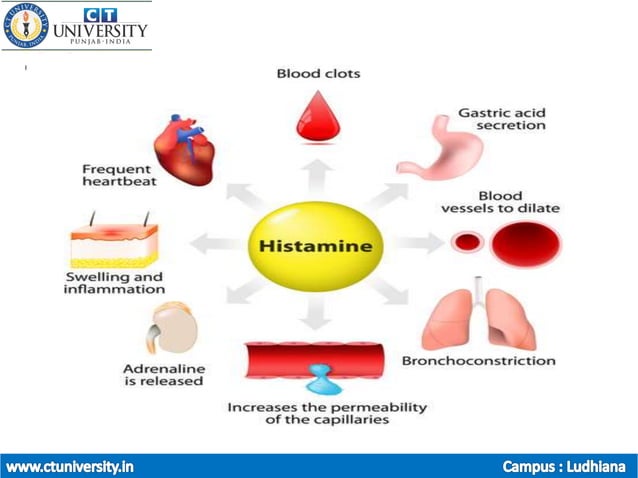 pharmacology of Histamines , Serotonin and its antagonist | PPTX ...
