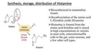 Synthesis, storage, distribution of Histamine
Biosynthesized in mammalian
tissues
Decarboxylation of the amino acid
L-Histidine yields Histamine
Histamine is formed from the
amino acid histidine and is stored
in high concentrations in vesicles
in mast cells, enterochromaffin
cells in the gut, some neurons, and
a few other cell types.
 