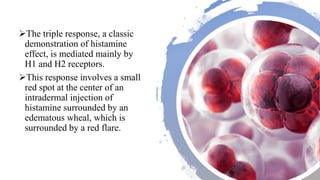 The triple response, a classic
demonstration of histamine
effect, is mediated mainly by
H1 and H2 receptors.
This response involves a small
red spot at the center of an
intradermal injection of
histamine surrounded by an
edematous wheal, which is
surrounded by a red flare.
 