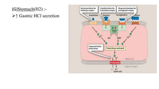 (G)Stomach(H2) :-
↑ Gastric HCl secretion
 