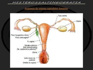 HISTEROSSALPINGOGRAFIA Anatomia do sistema reprodutor feminino 