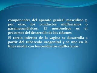 componentes del aparato genital masculino y,
por otro, los conductos müllerianos o
paramesonéfricos. El mesonefros es el
precursor del desarrollo de los riñones.
El tercio inferior de la vagina se desarrolla a
partir del tubérculo urogenital y se une en la
línea media con los conductos müllerianos.

 