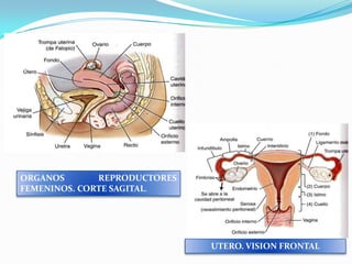 ORGANOS
REPRODUCTORES
FEMENINOS. CORTE SAGITAL.

UTERO. VISION FRONTAL

 