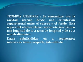 TROMPAS UTERINAS : Se comunican con la
cavidad uterina desde una orientación
superolateral entre el cuerpo y el fondo. Esta
región del útero se llama cuerno uterino. Tienen
una longitud de 10 a 12cm de longitud y de 1 a 4
mm de diámetro.
Están
subdivididas
en
4
segmentos:
intersticio, istmo, ampolla, infundíbulo

 