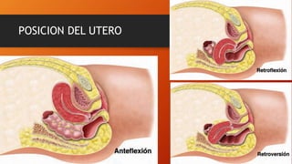 POSICION DEL UTERO
 