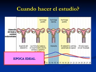 Cuando hacer el estudio? EPOCA IDEAL 